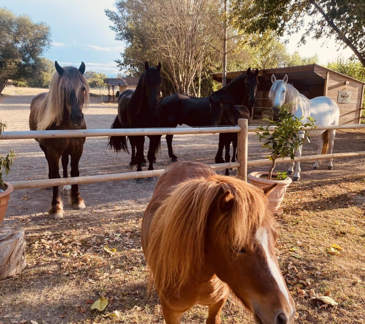 Le bien-être du cheval au cœur de l'art équestre