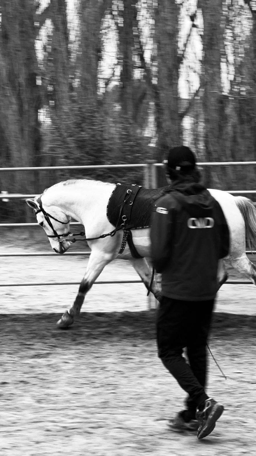 Le bien-être du cheval au cœur de l'art équestre